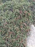 willow leaf cherry